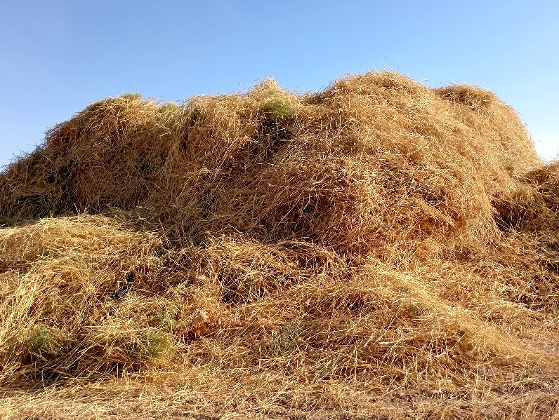 برداشت گندم در روستای گزکوه