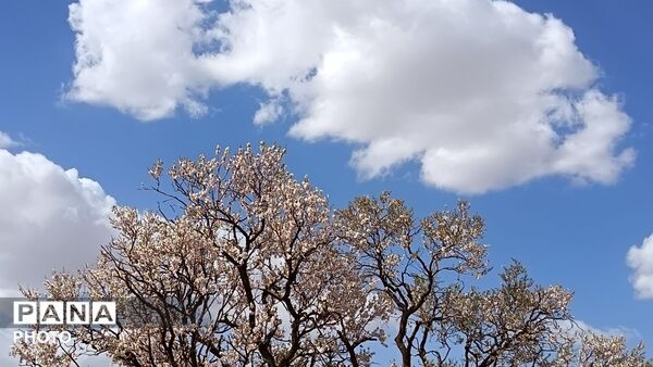رویش شکوفه های امید در فصل بهار روستای برزنون 