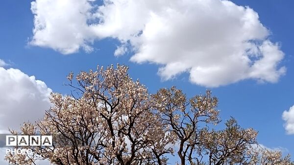 رویش شکوفه های امید در فصل بهار روستای برزنون 