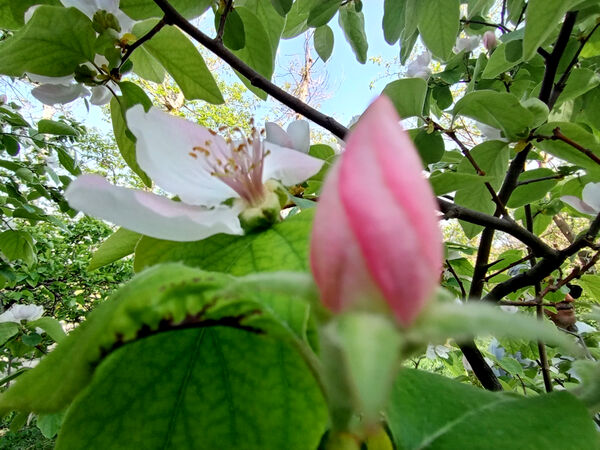 جلوه‌هایی از طبیعت تابستانی خلجستان و جعفرآباد قم