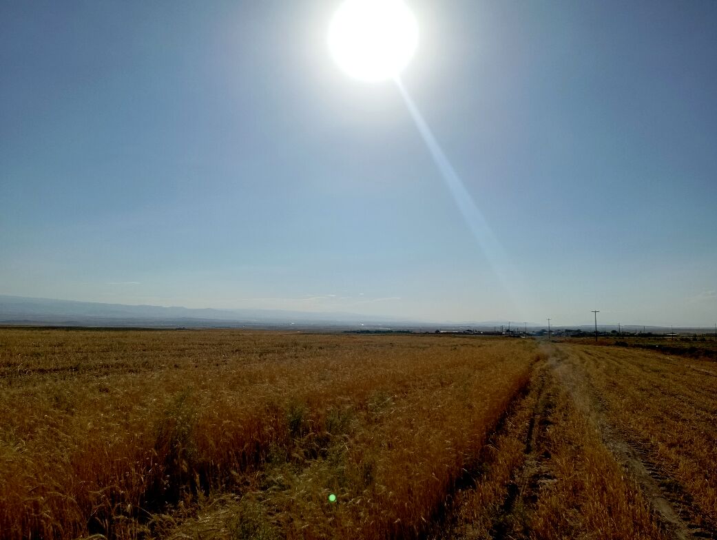 گندم، یکی ازمحصولات کشاورزی در روستای گزکوه 