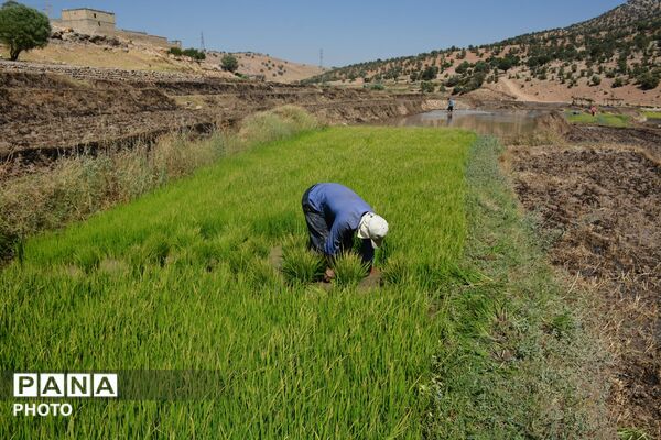 آغاز فصل تولکی در شالیزارهای روستای پلبریده