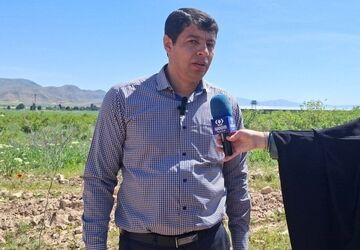 کاشت سه هزار نهال توت در سملقان با هدف ترویج فرهنگ درخت کاری و حفاظت از محیط زیست