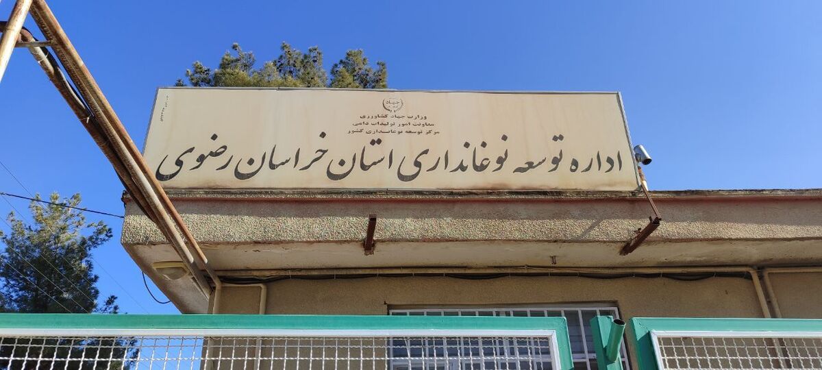 کرم ابریشم منبع درآمد و امید کشاورزان تربت حیدریه 