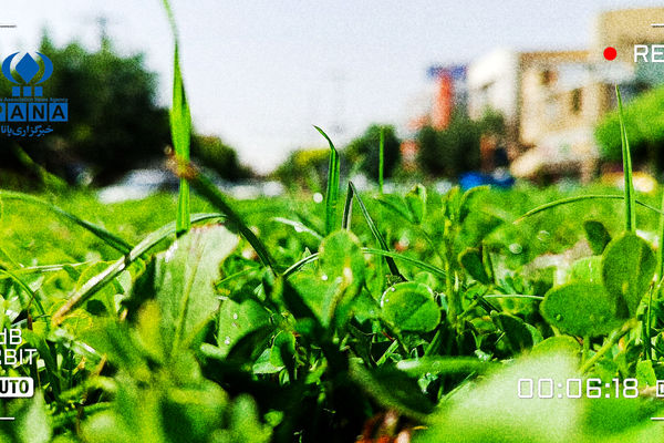 توسعه فضای سبز در دهگلان؛ گامی مهم برای سلامت و رفاه شهروندان