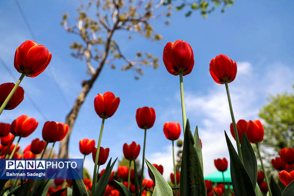 جشنواره لاله ها در کرج