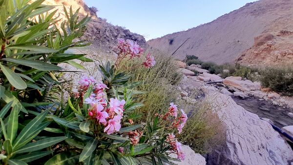 روستای برد‌زرد نگینی غریب در شهرستان لنده