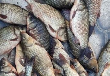 نقش سازمان غذا و دارو در نظارت بر فرآورده‌های دامی و دریایی