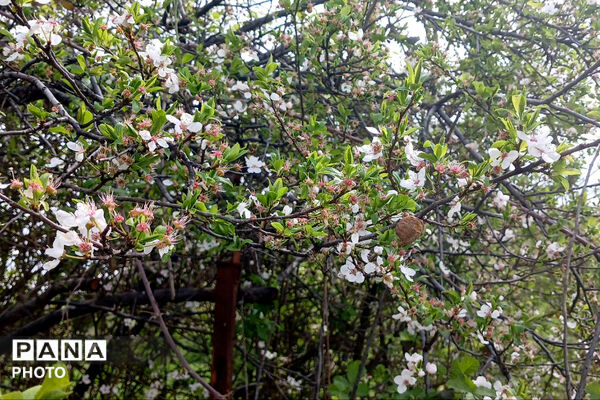 شکوفه‌های بهاری استان خراسان شمالی 