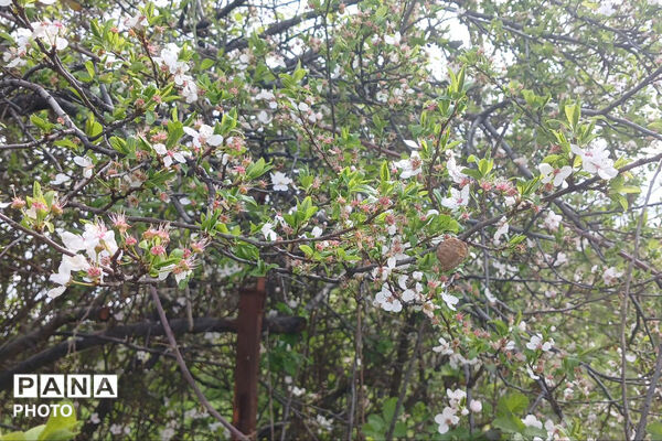 شکوفه‌های بهاری استان خراسان شمالی 