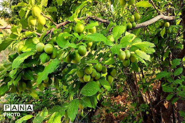فصل چیدن یاقوت های چشم نواز در شهر بار نیشابور-۲ 
