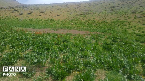 بهار در حومه کوهرنگ