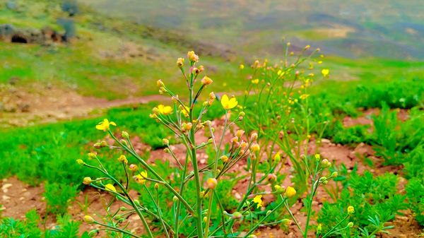 طبیعت بهاری، فرصتی برای سرزندگی روح 