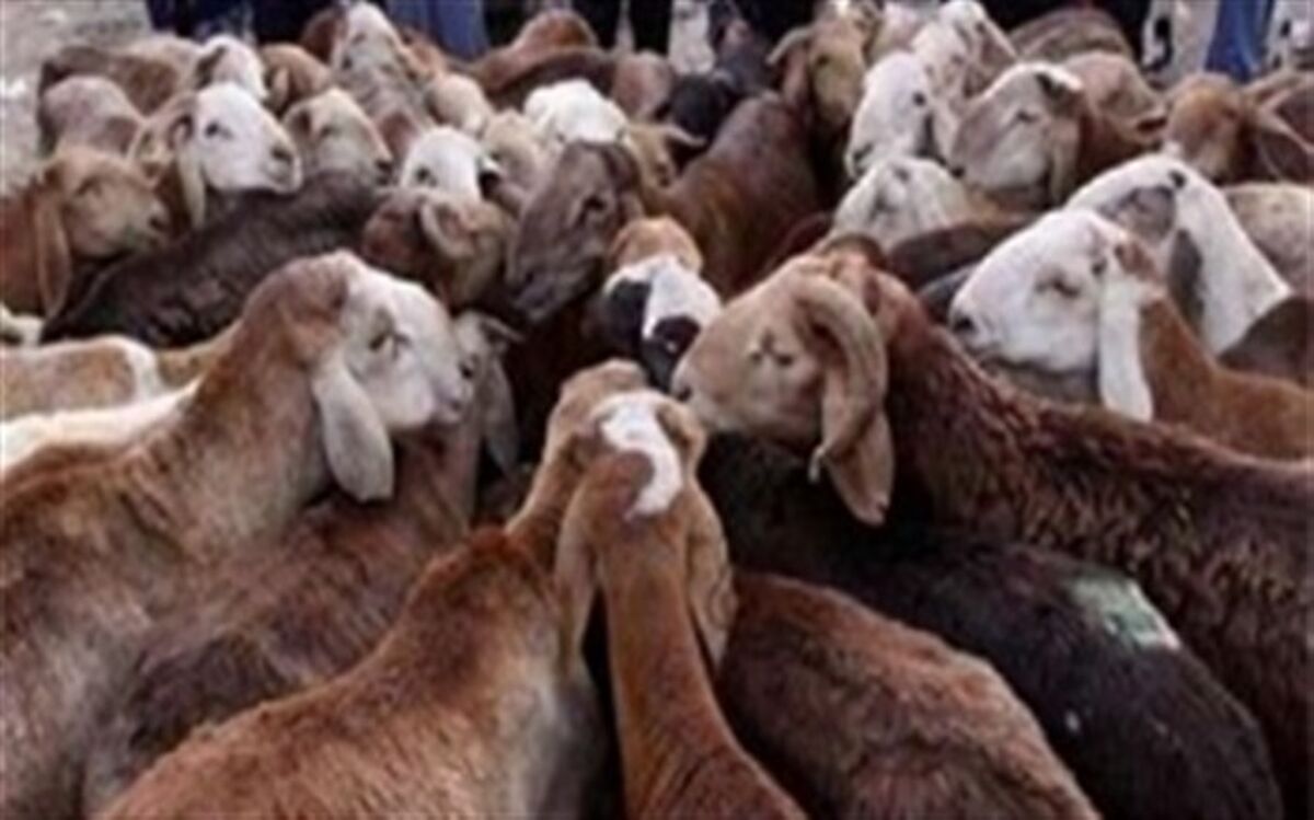 صدور مجوز حمل 4 هزار رأس دام در قاین