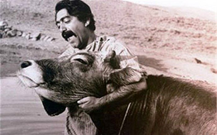 بازخوانی فیلم گاو با حضور آقای کارگردان