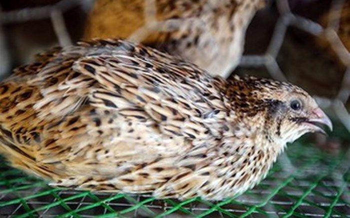 رونق پرورش بلدرچین در شهرستان دره شهر