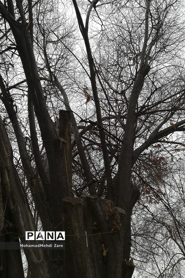 بارش باران در استان فارس