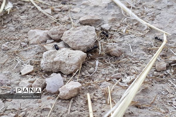 طبیعت گردی در روستای چاه سبز حاجی آباد
