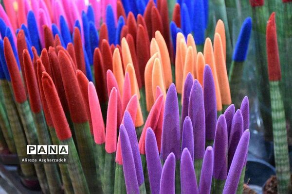 اولین جشنواره ملی گل و گیاه در مجتمع شهید عظیمی بابلسر