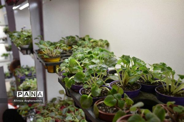 اولین جشنواره ملی گل و گیاه در مجتمع شهید عظیمی بابلسر