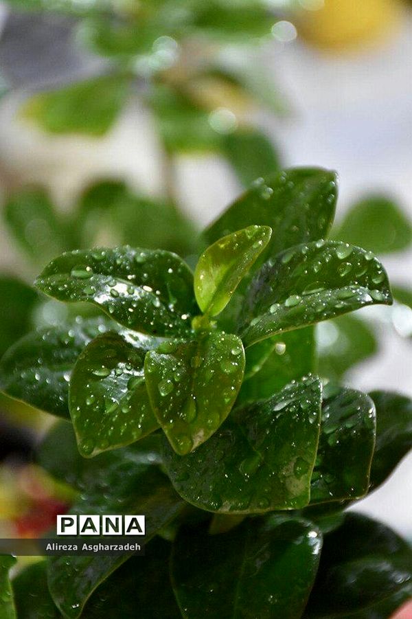 اولین جشنواره ملی گل و گیاه در مجتمع شهید عظیمی بابلسر