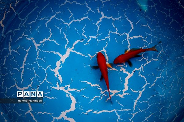 ماهی قرمز عید