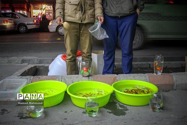 ماهی قرمز عید