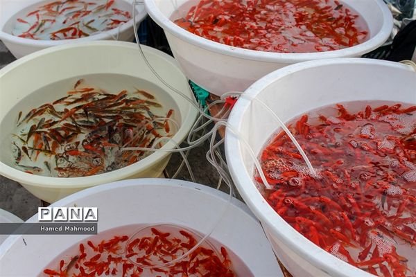 ماهی قرمز عید