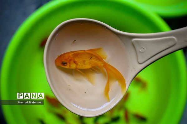 ماهی قرمز عید