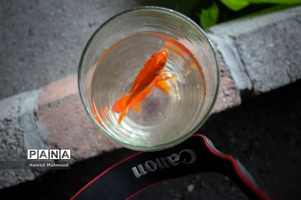 ماهی قرمز عید