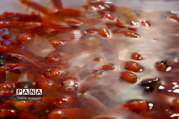 ماهی قرمز عید