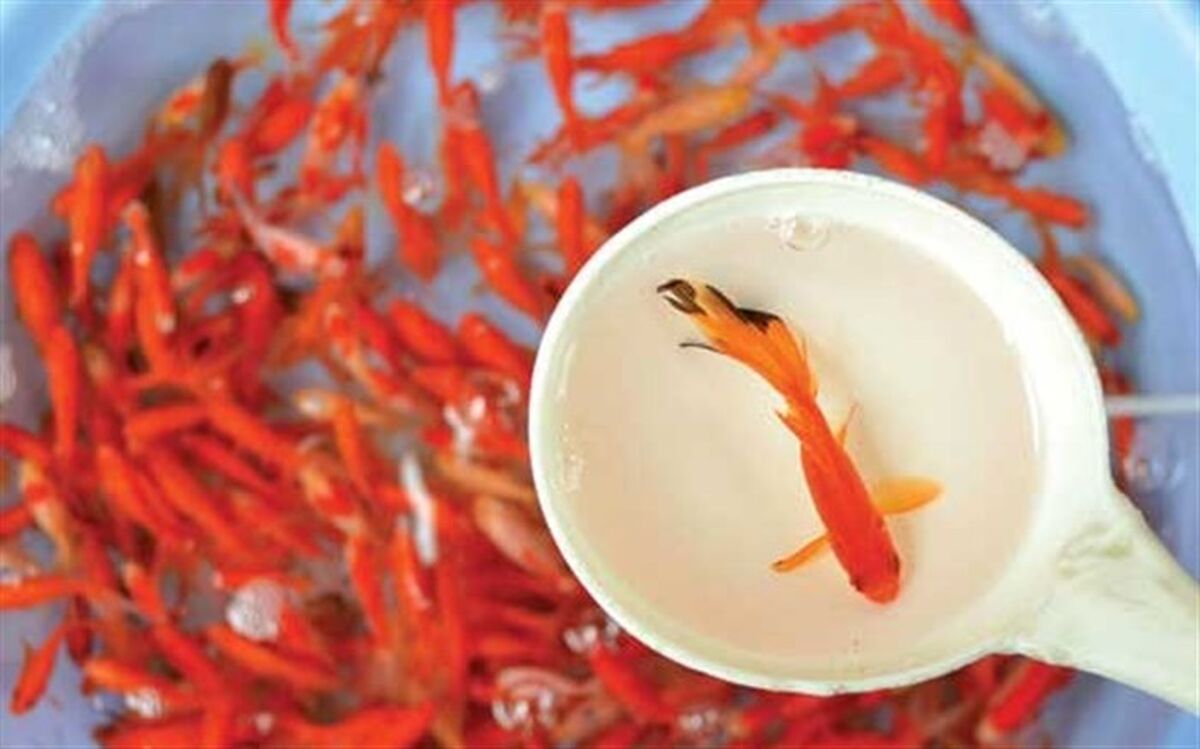 ۱۲ اشتباه مرگبار در نگهداری از ماهی‌ قرمز عید