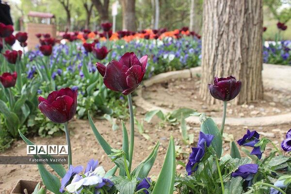 پارک لاله تهران در بهار طبیعت