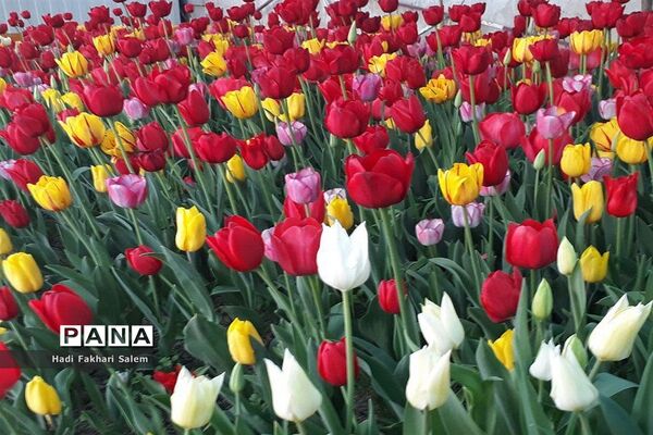 کاشت ۲۰۰ هزار لاله در پیاده رو خیابان زرافشان تهران