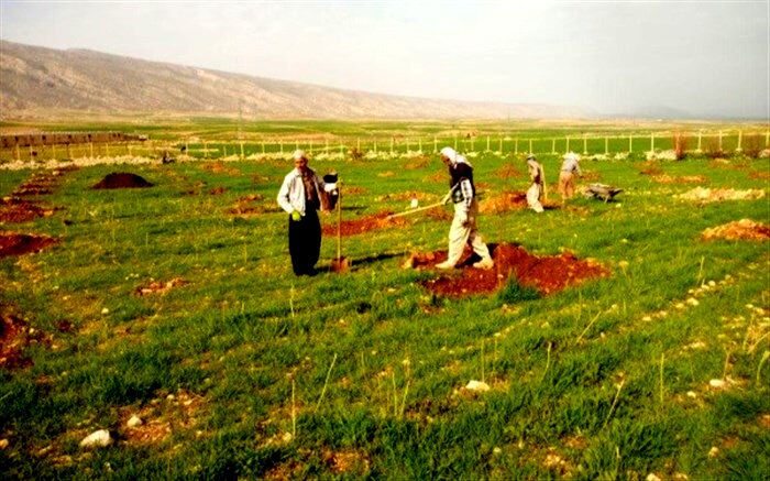 کاشت 364 اصله نهال در دانشگاه آزاد اسلامی ایوان غرب به یاد شهدا