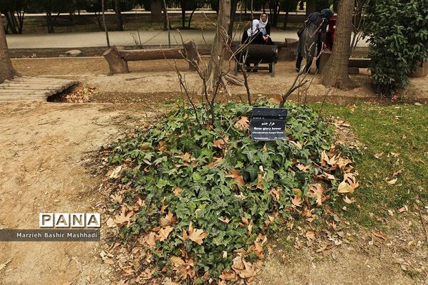 باغ ارم شیراز