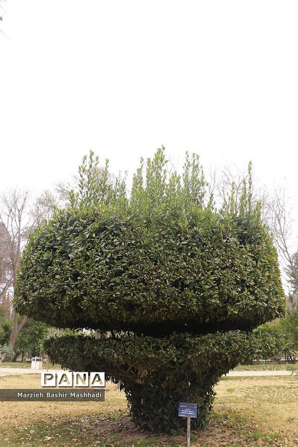 باغ ارم شیراز