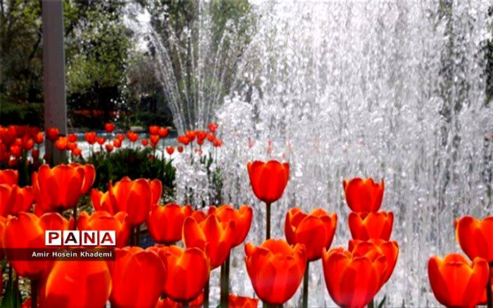 استقبال مردم از جشنواره لاله های کرج