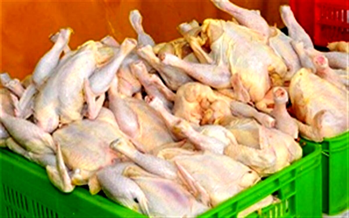 استان اردبیل ۸ درصد گوشت مرغی کشور را تولید می‌کند