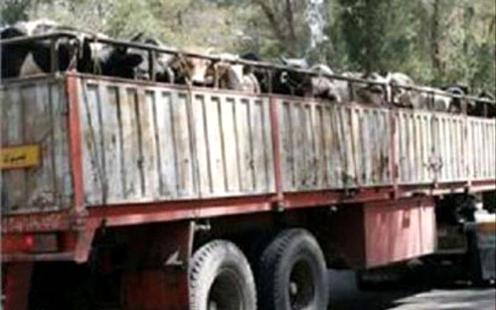 کشف بیش از یک میلیارد ریال احشام قاچاق در فردوس