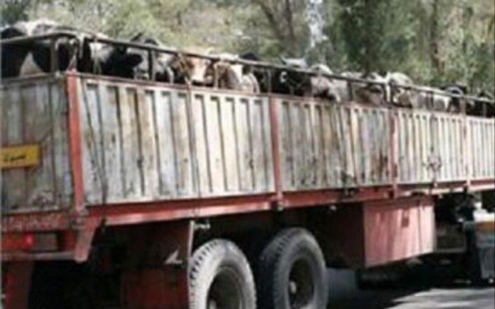 کشف بیش از یک میلیارد ریال احشام قاچاق در فردوس
