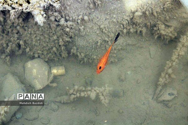 زباله گریبانگیر بند دره