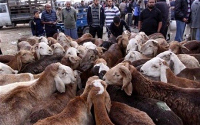 بیش از 16 هزار رأس دام از نهبندان به سایر استان‌ها صادر شد