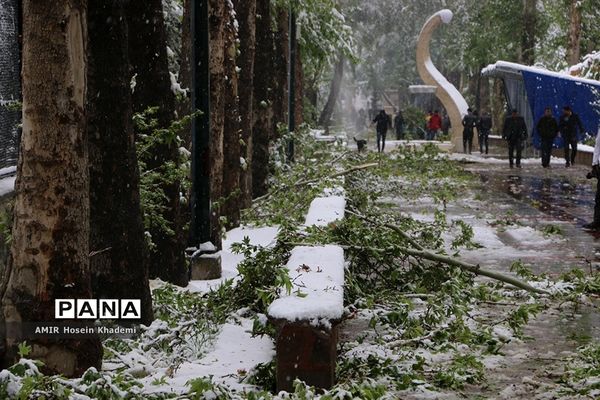 برف ریزان بهاری با بارش برف زمستانی در کرج