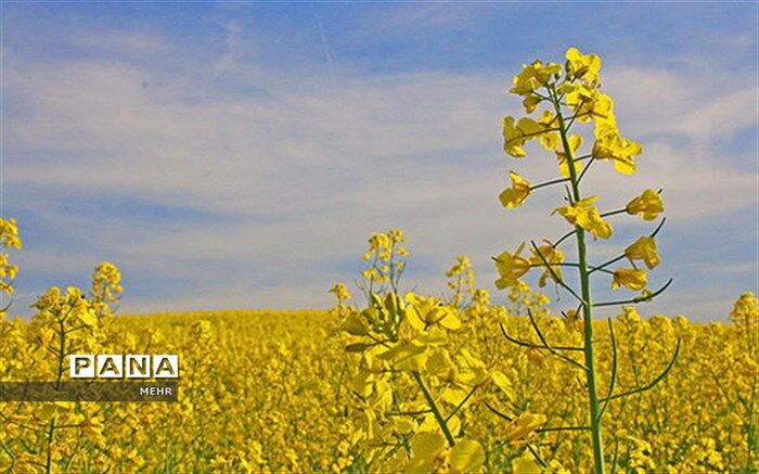 برداشت بیش از 5 هزار تن کلزا از مزارع شوش