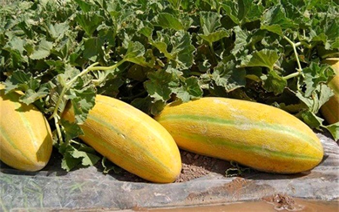 هشدار؛ هرگز ناشتا خربزه نخورید!