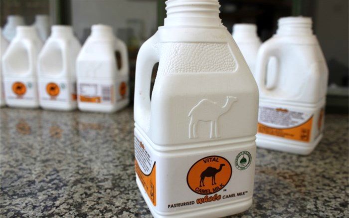 تولید صنعتی شیر و دوغ شتر در خراسان جنوبی