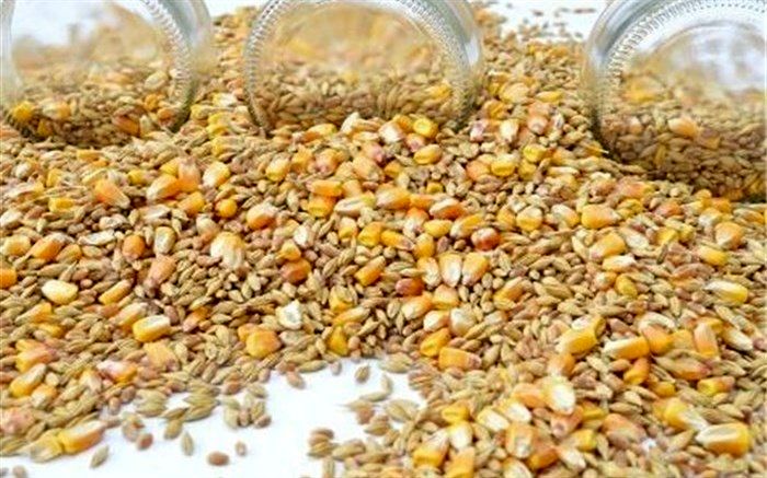 مدیرعامل شرکت پشتیبانی امور دام کشور مطرح کرد:‌تامین و عرضه گسترده نهاده های مورد نیاز صنعت طیور