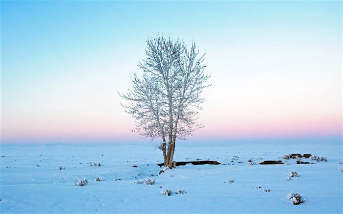 بررسی پدیده «زود سپید» در مغولستان + تصاویر