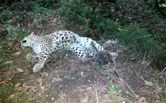 شکار یک قلاده پلنگ در سوادکوه
